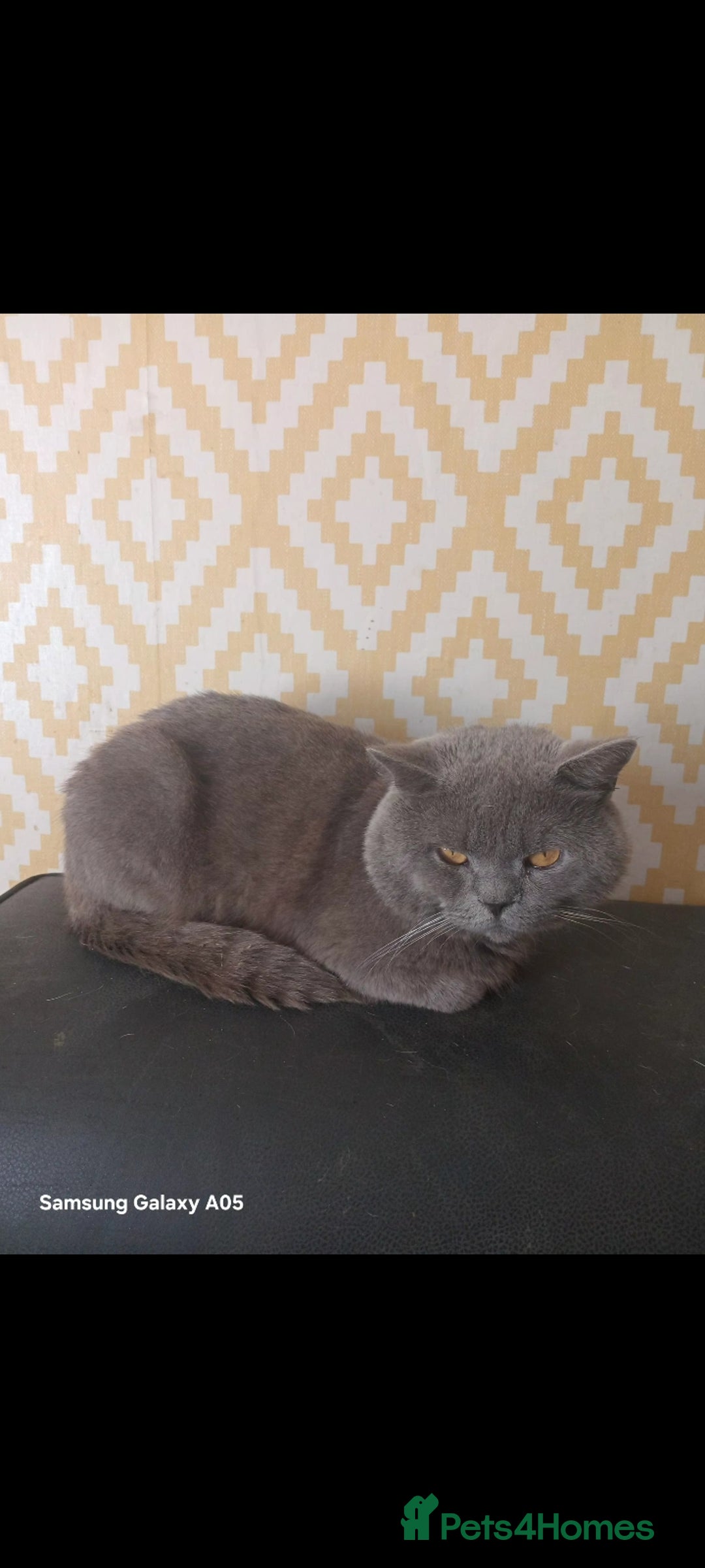 British Shorthair cats for sale: British short-hair kittens - Image 15