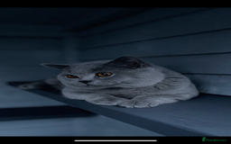 British Shorthair cats for stud: 🏆 GCCF CHAMPION BIG  BLUE STUD 🏆 - Image 4