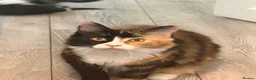 Maine Coon cats for sale: Maincoon kitten  - Advert 2