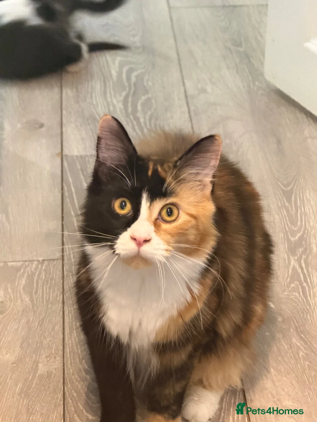 Maine Coon cats for sale: Maincoon kitten  - Advert 2