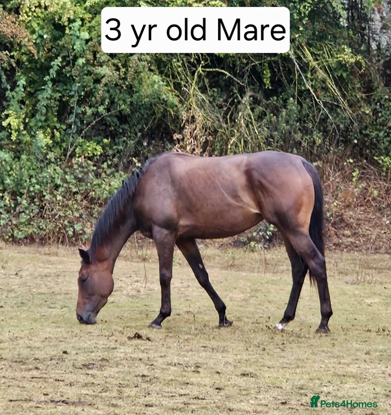 Irish Thoroughbred horses 15.2 + Thoroughbred Mares Available  - Advert 2