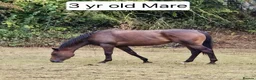 Irish Thoroughbred horses for sale: 15.2 + Thoroughbred Mares Available  - Advert 2