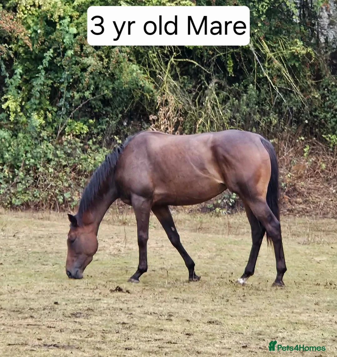 Irish Thoroughbred horses for sale: 15.2 + Thoroughbred Mares Available  - Advert 2