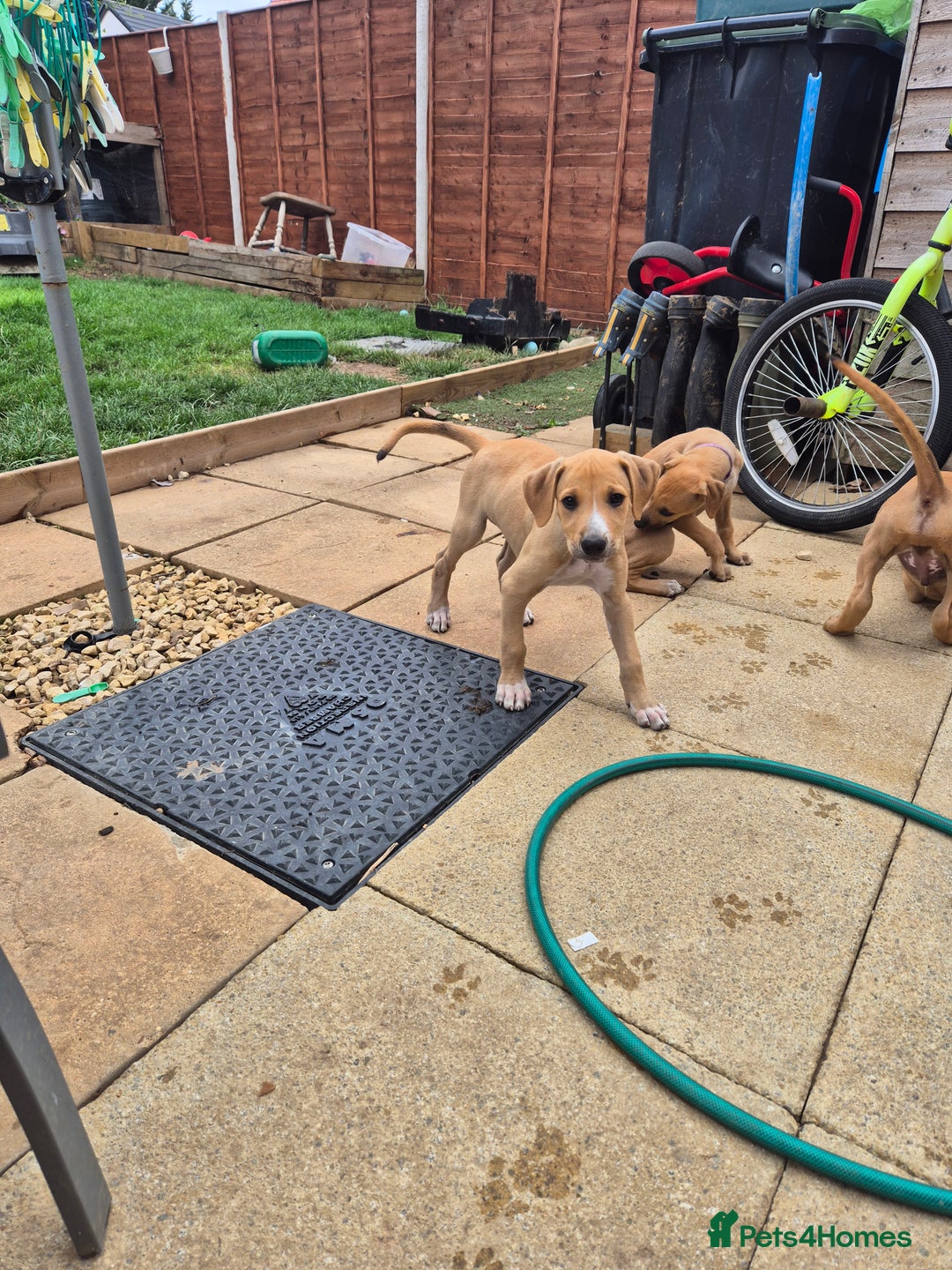 Mixed Breed dogs for sale: Lurcher x staff  in Sturminster Newton - Image 20