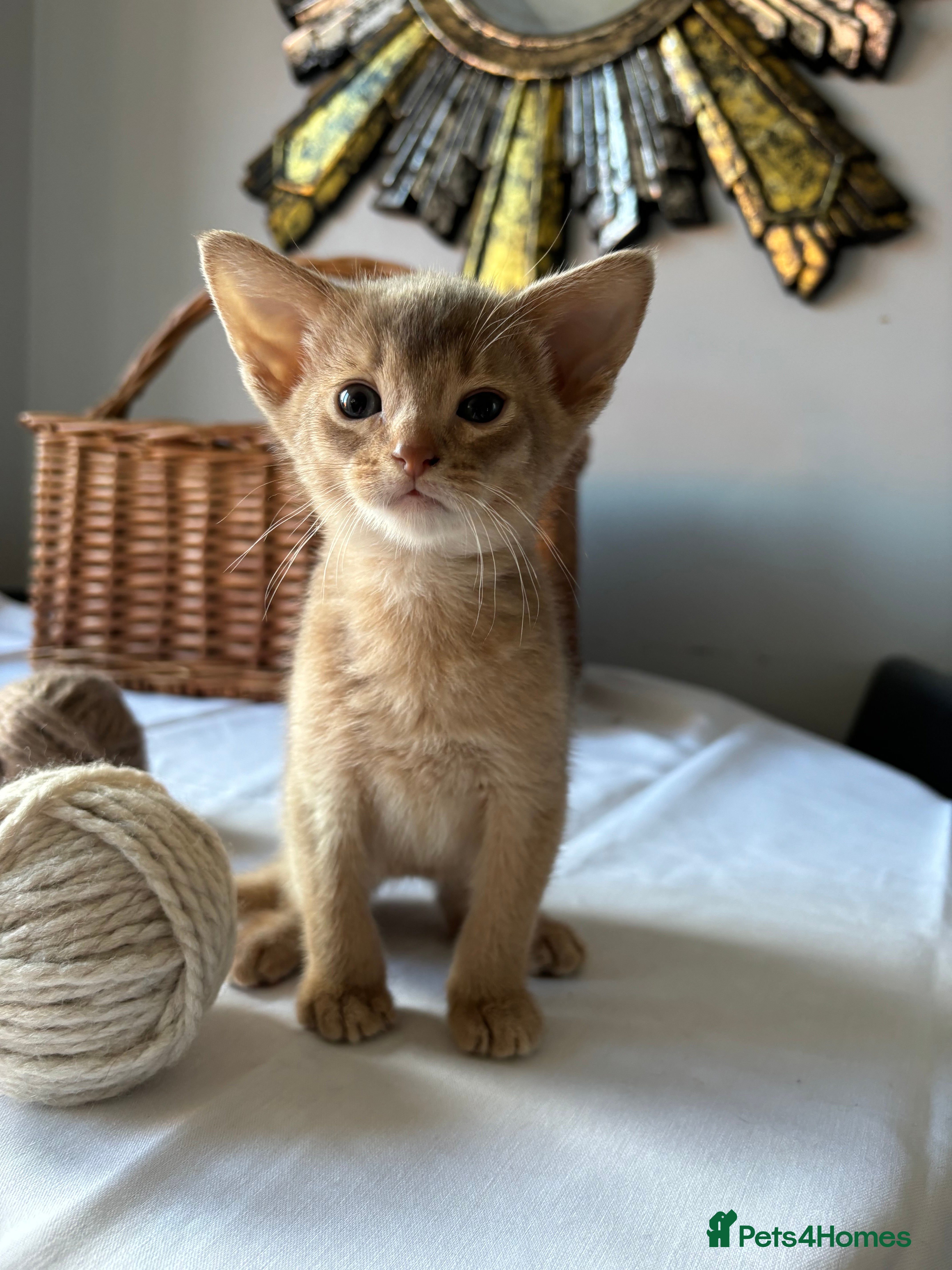 Abyssinian cats Tica registered Abyssinian kittens ready to leave  - Advert 14