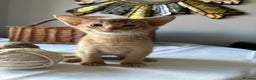 Abyssinian cats for sale: Pure pedigree fawn Abyssinian kittens 🐱  - Advert 9
