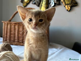 Abyssinian cats Tica registered Abyssinian kittens ready to leave - Advert 3