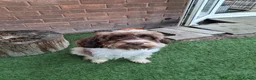 Cockapoo dogs for sale: ** Adorable Female Cockapoo** in Cannock - Advert 5