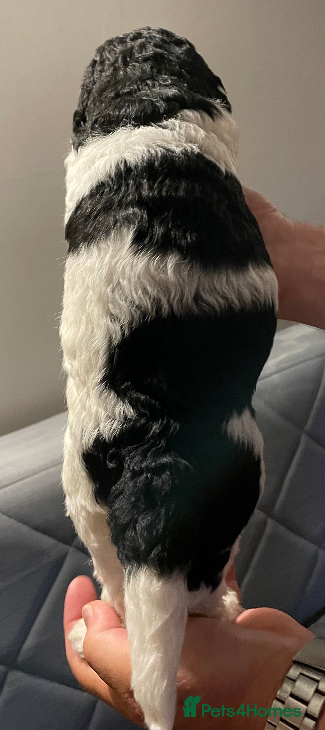 Mixed Breed dogs for sale: St Berdoodle ( St Bernard x Standard poodle) - Image 14