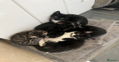 Mixed Breed cats - Advert 12