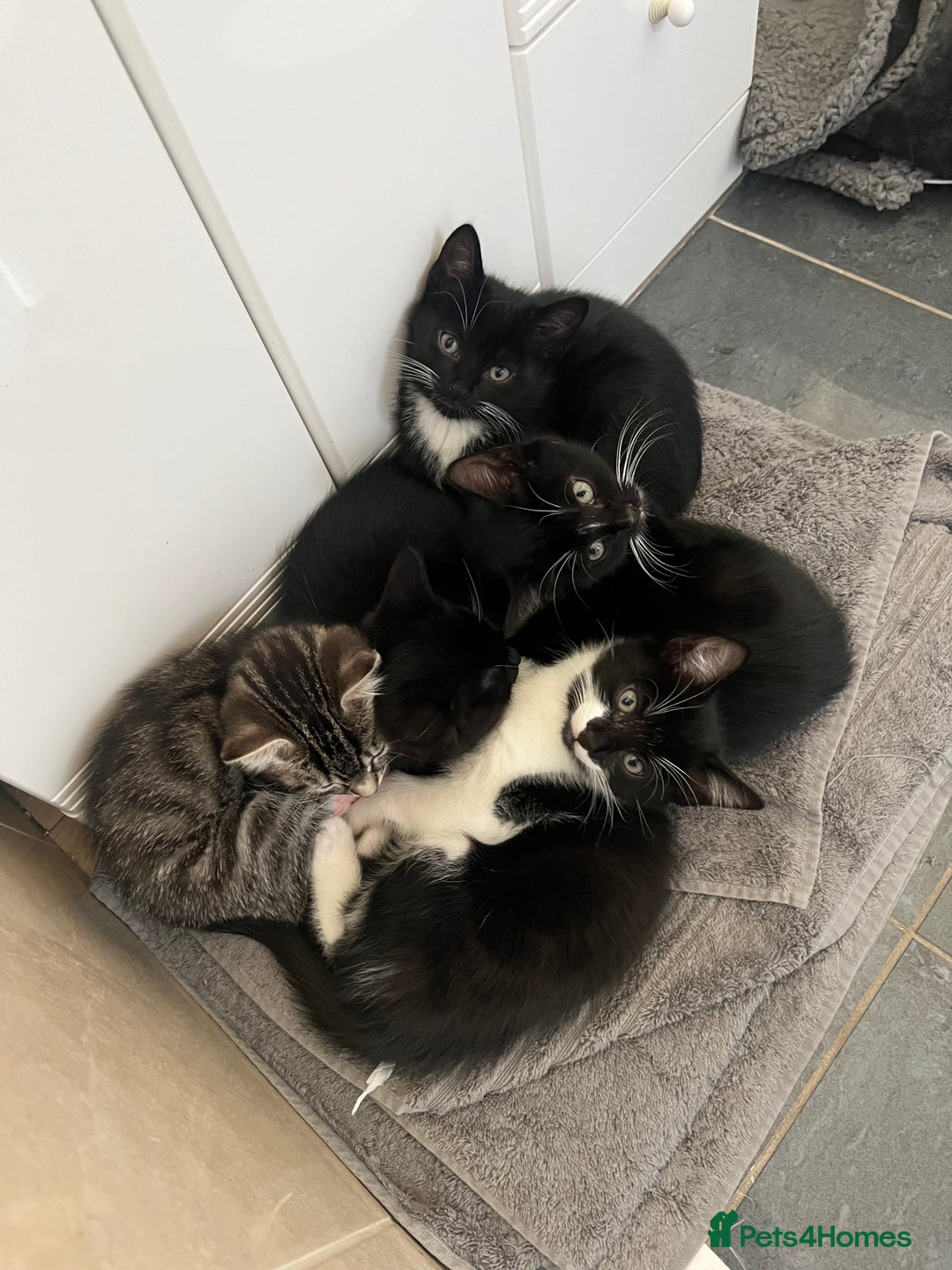 Mixed Breed cats for sale: 5 Gorgeous Happy Babies (Ready to Go) - Image 4
