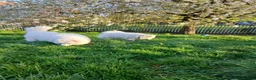 Samoyed dogs for sale: Litter of joy and fluffiness  - Advert 13