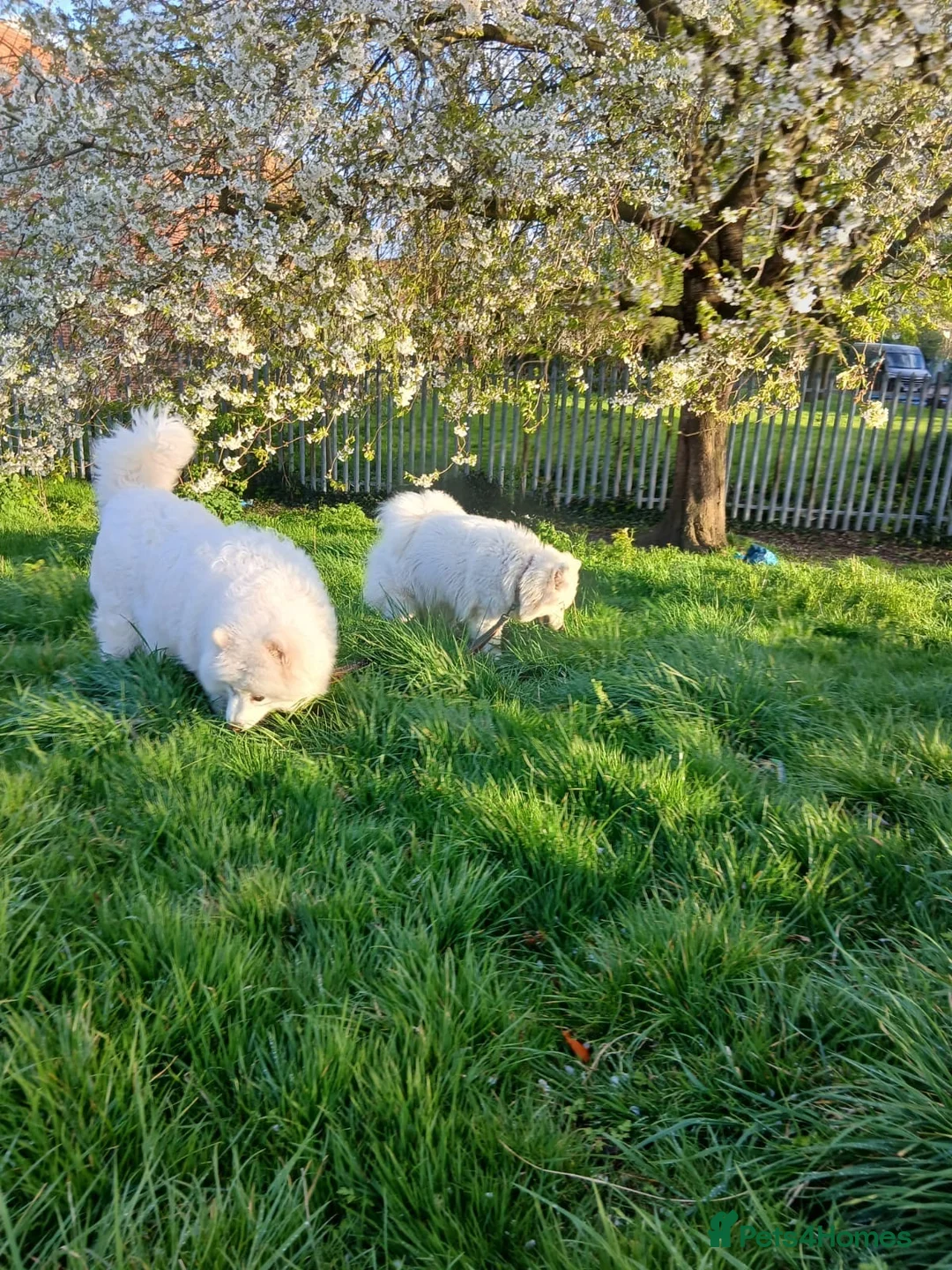 Samoyed dogs for sale: Litter of joy and fluffiness  - Advert 13