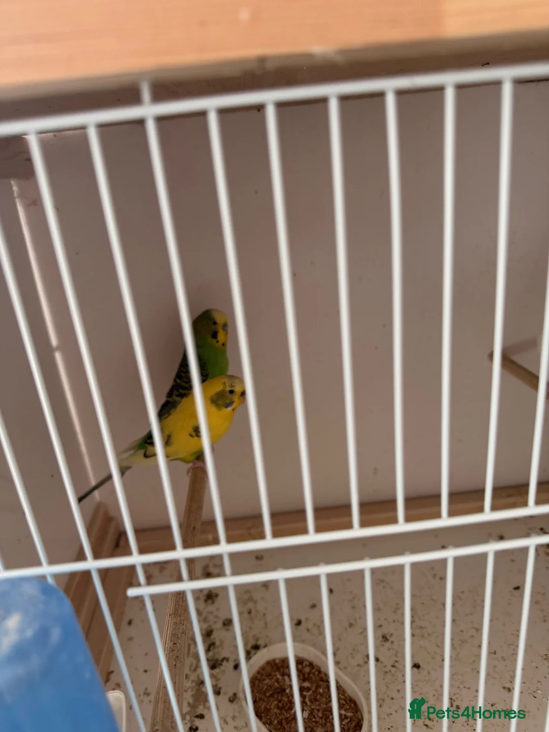 Budgerigars birds for sale: Mixed budgies for sale - Advert 2