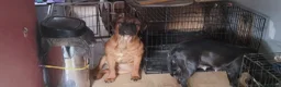 Mixed Breed dogs for sale: Mother and son and daughter  in Dagenham - Advert 15