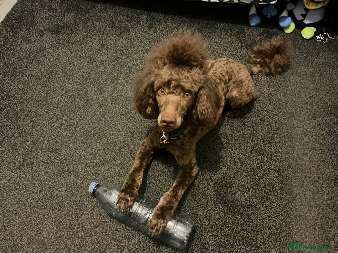 Poodle dogs for sale: Male chocolate moyen poodle looking for a new home - Advert 5