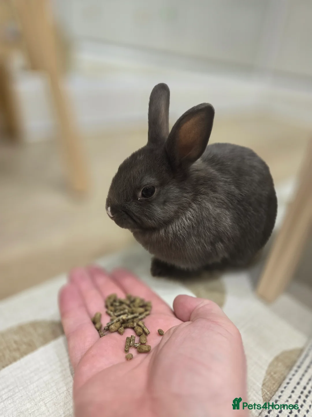 Netherland Dwarf rabbits for sale: Adorable Netherland Dwarf Bunnies - Advert 3
