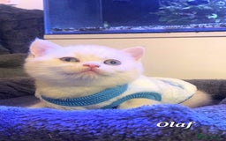 British Shorthair cats for sale: British shorthair babies  - Image 9