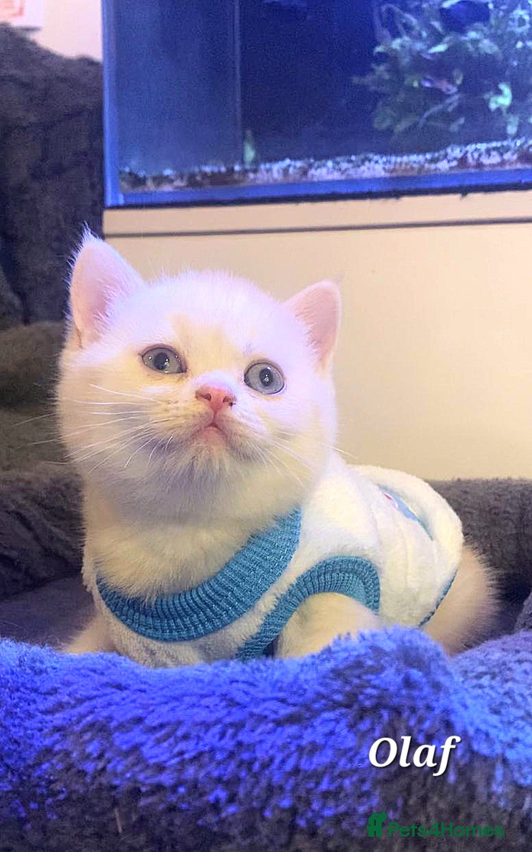 British Shorthair cats for sale: British shorthair babies  - Image 9