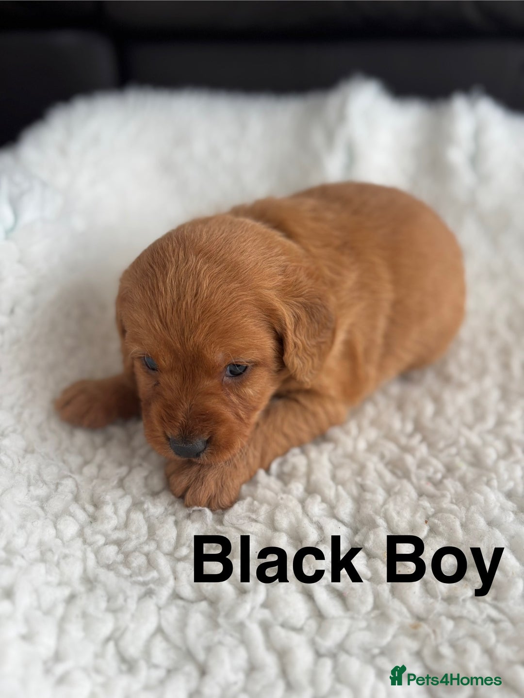 Labradoodle dogs for sale: F1 Labradoodle Puppies - Advert 14