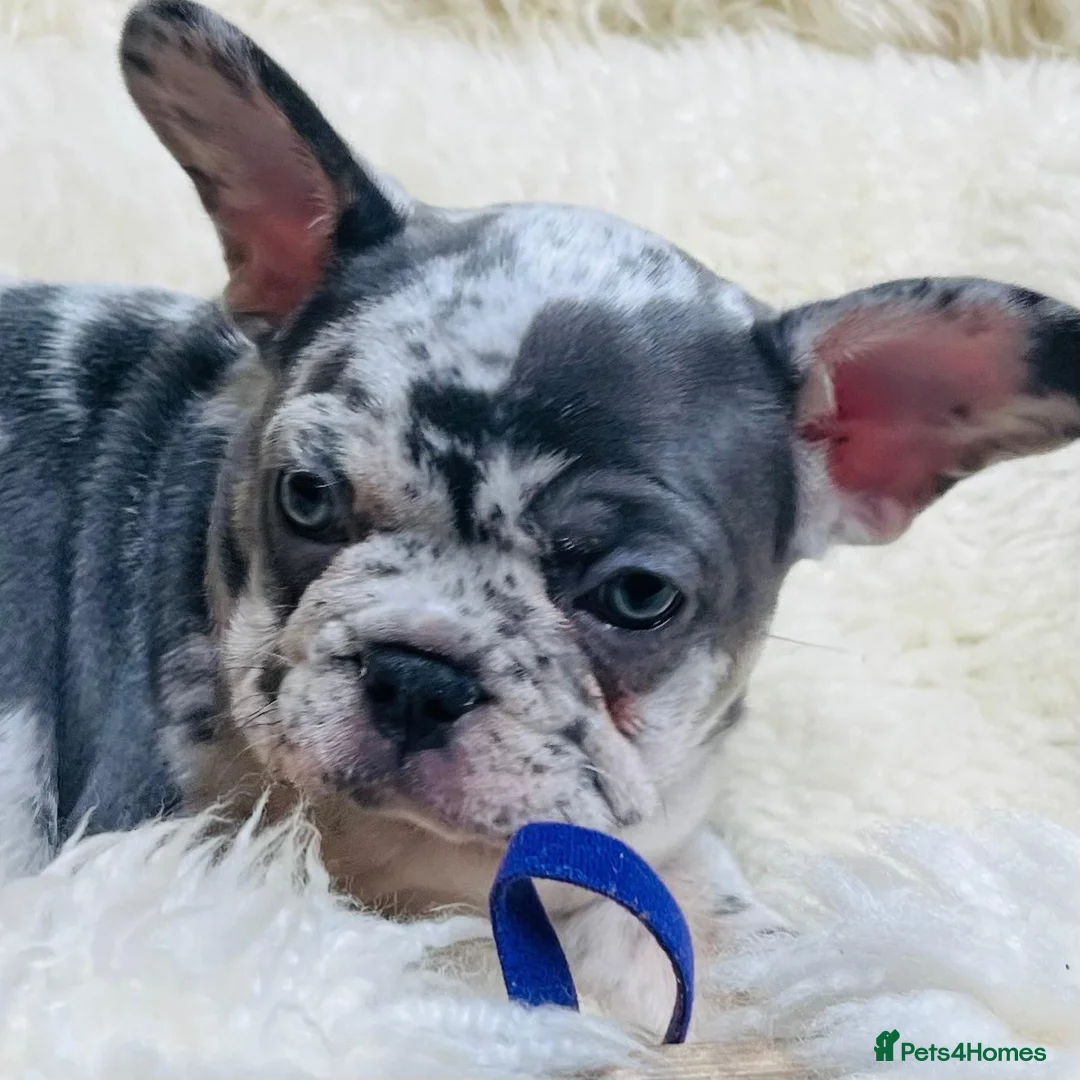 French Bulldog dogs for sale: x1 GIRL LEFT! RARE PURE BLUE MERLE TAN PUPPIES  - Advert 23