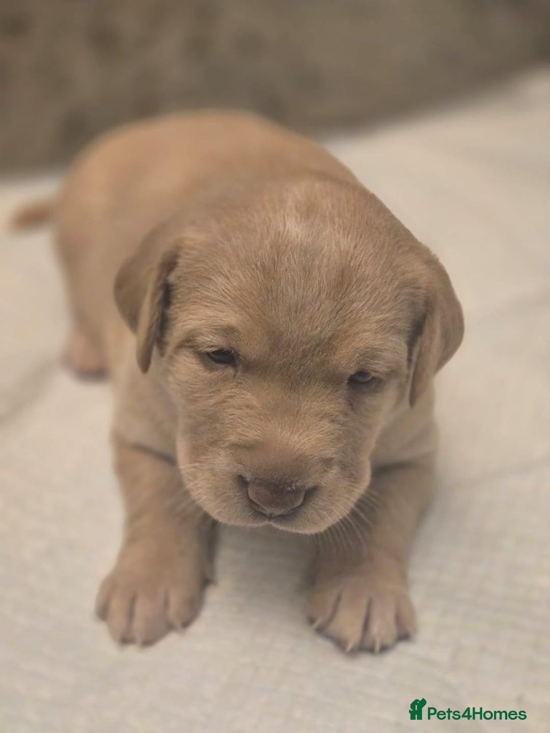 Labrador Retriever dogs for sale: Gorgeous Labrador Puppies – Ready December! - Image 12