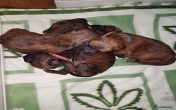 Boxer dogs for stud: Bane - Kc registered boy in Chesterfield - Image 13