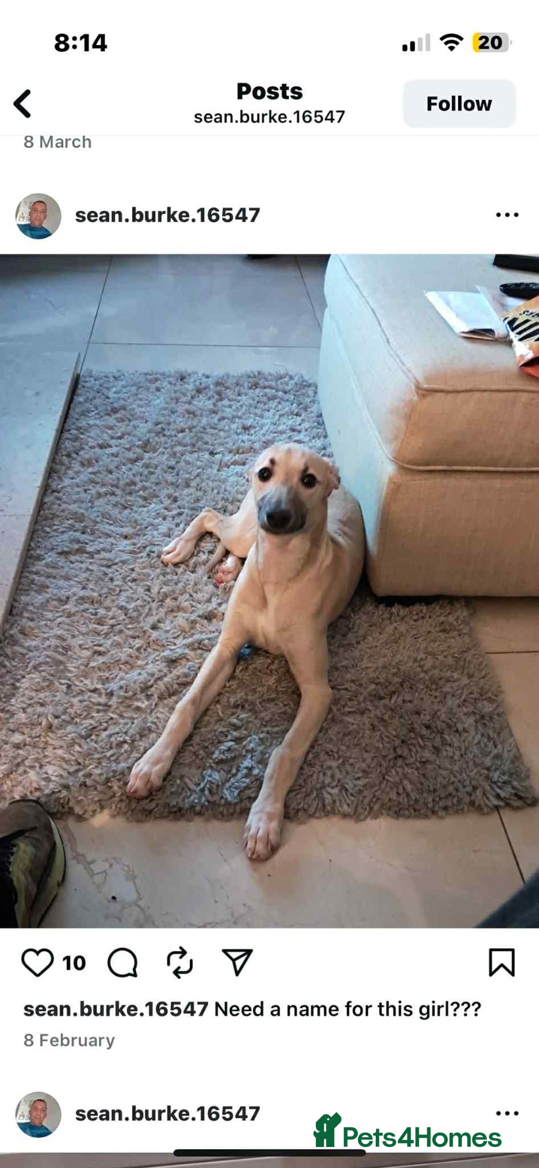 Whippet dogs for sale: Honey is looking for her forever home - Advert 3