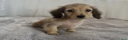 Miniature Dachshund dogs for sale: Beautiful long coat puppies ready now - Advert 16