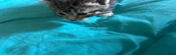 Mixed Breed cats for sale: 4 kittens  - Advert 13