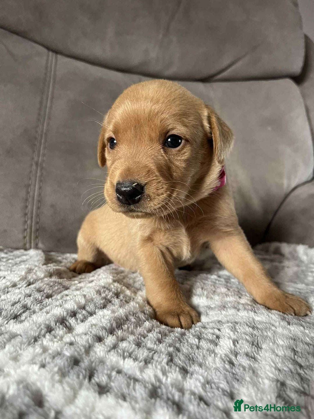 Labrador Retriever dogs for sale: Kc Fox Red Labs Ready Now  - Advert 6