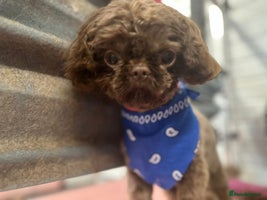 Shih Tzu dogs Imperial shih Tuz - Advert 2