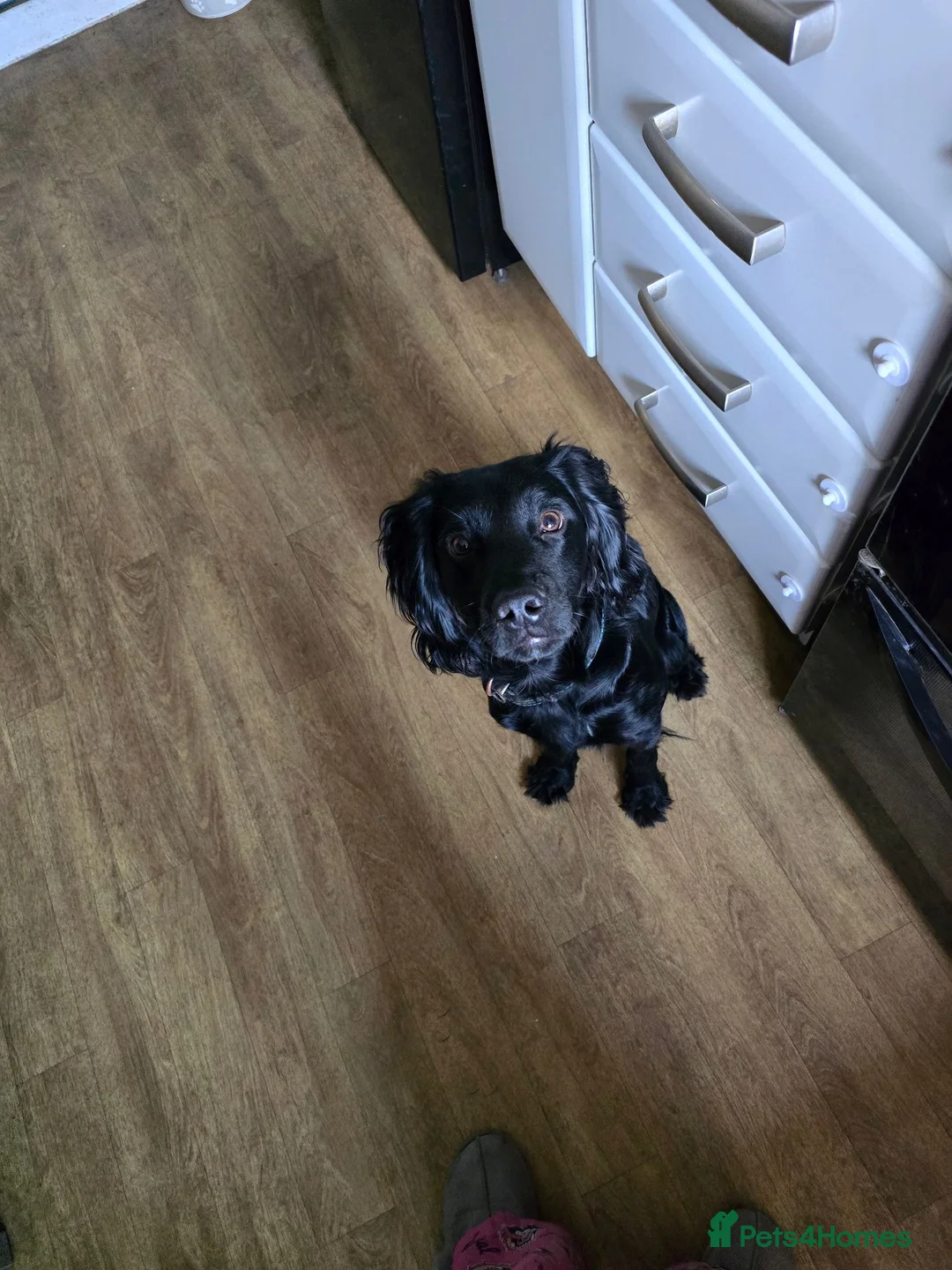 Cockerdor dogs for sale: Cooper in Colchester - Advert 2