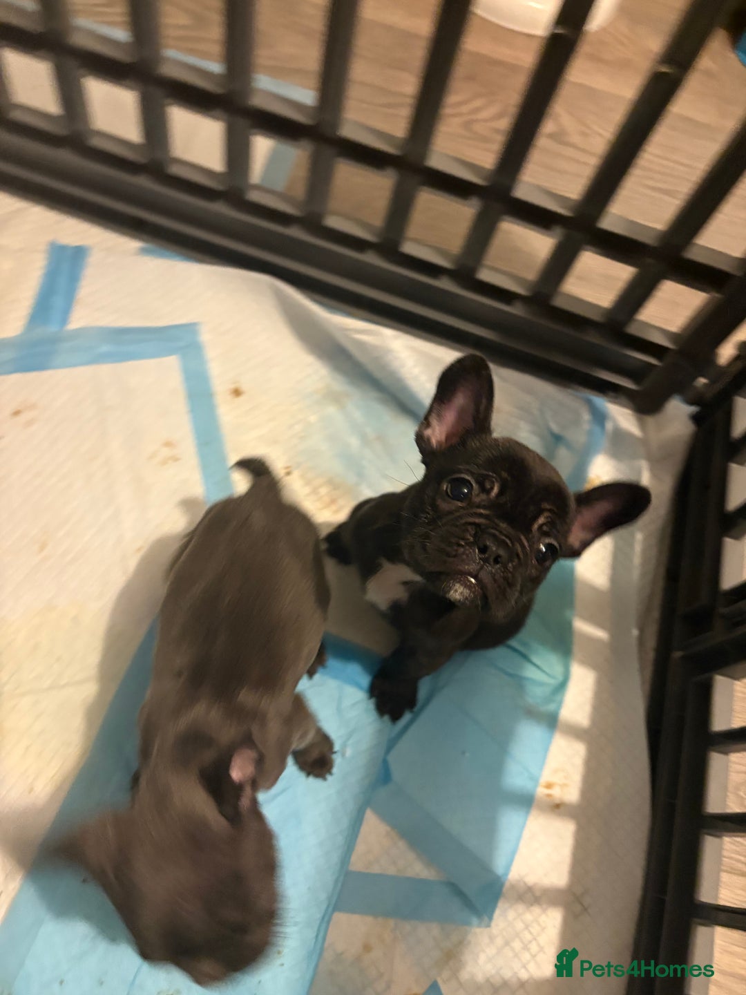French Bulldog dogs for sale: KC Registered French Bulldog puppies ready to go - Image 24