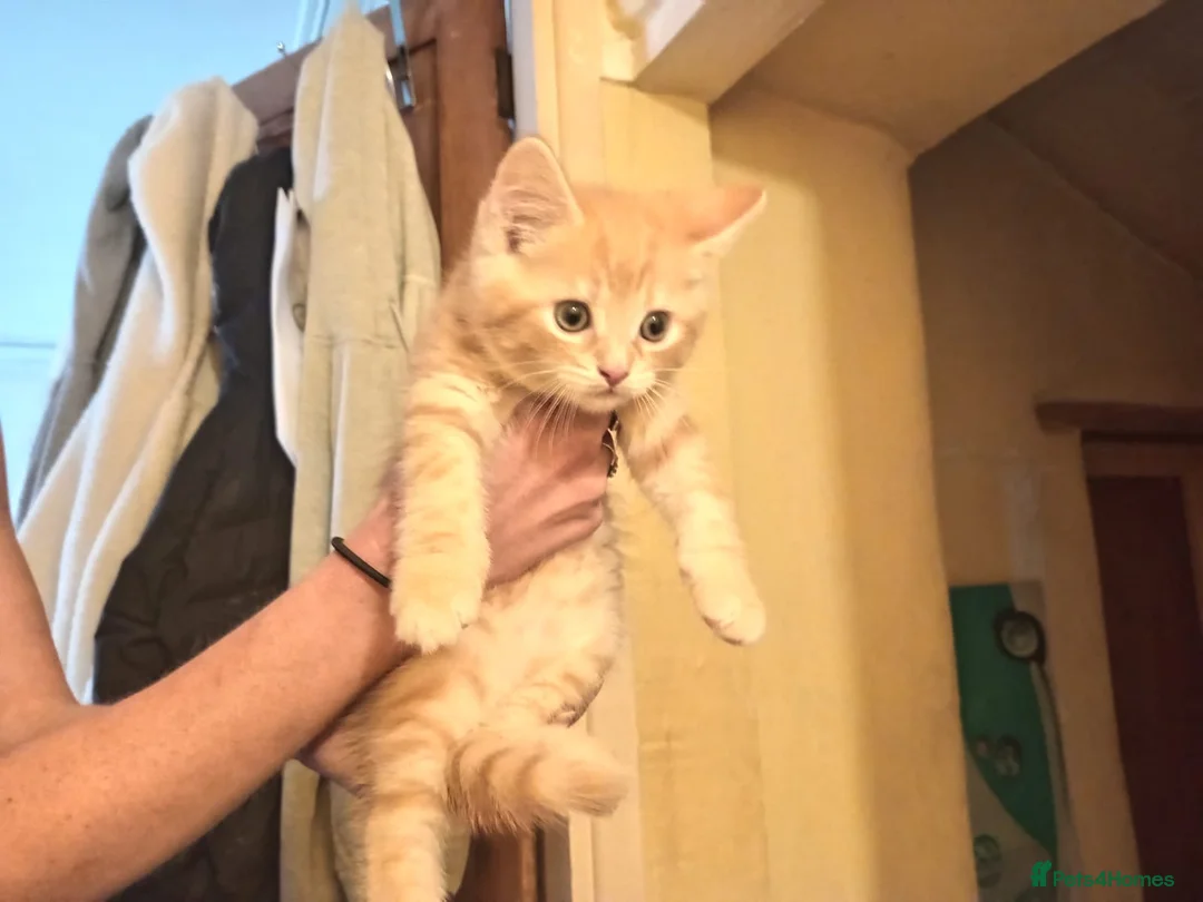 Mixed Breed cats for sale: X3 ginger male kittens  - Advert 2