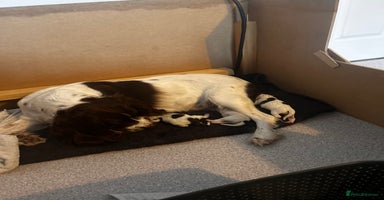 English Springer Spaniel dogs - Advert 5