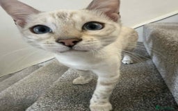 Bengal cats for sale: TICA registered bengal female kitten  - Image 3