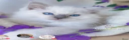 Ragdoll cats for sale: Lilac mitted ragdoll male - Advert 5