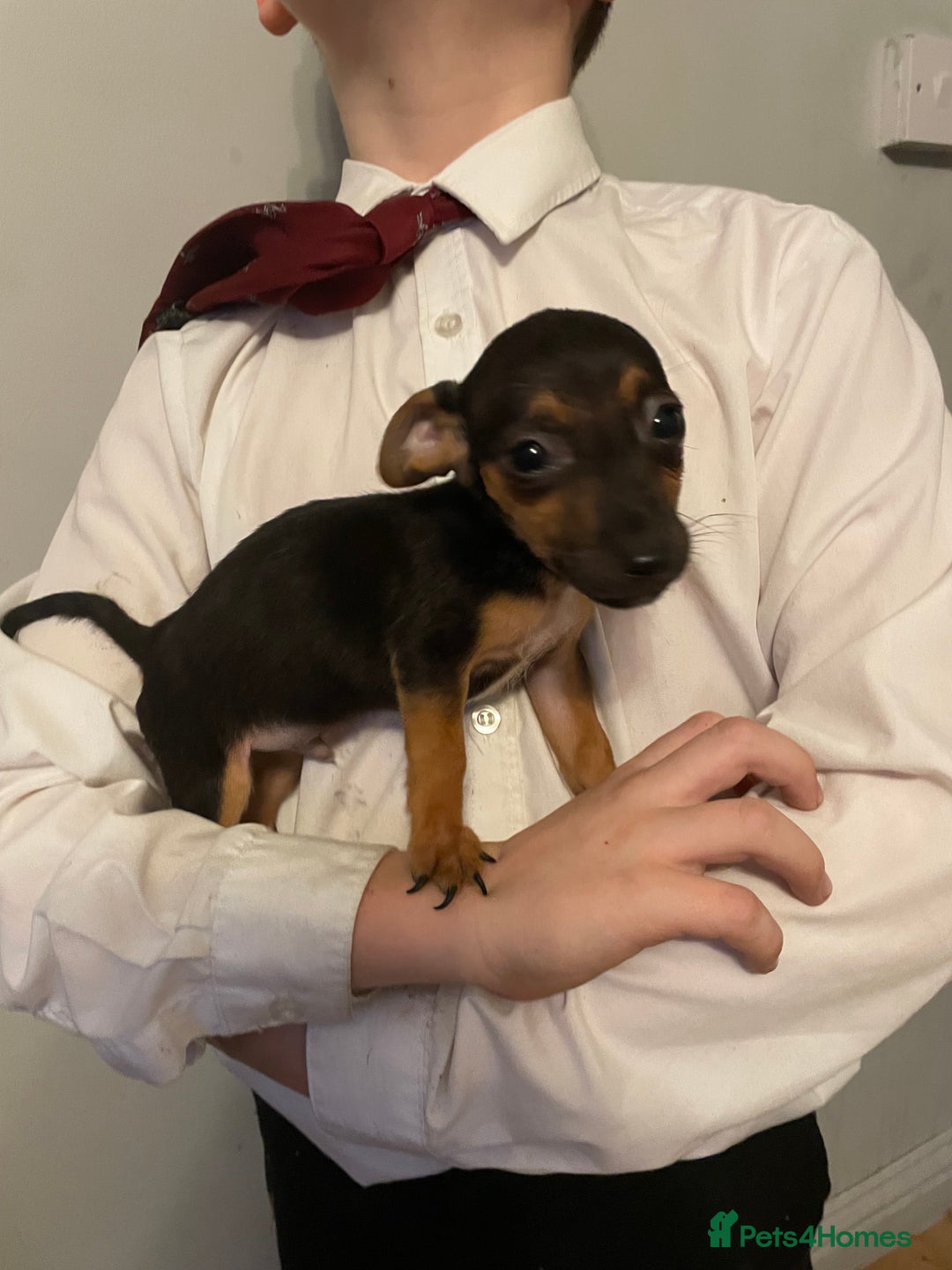 Jack Russell dogs for sale: Jack Russel puppy’s Ready to leave  - Advert 1