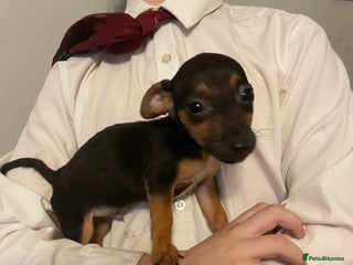 Jack Russell dogs Jack Russel puppy’s Ready to leave - Advert 2