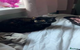 Mixed Breed cats for sale: Sweet 5 yr old tortoiseshell cat - Image 8