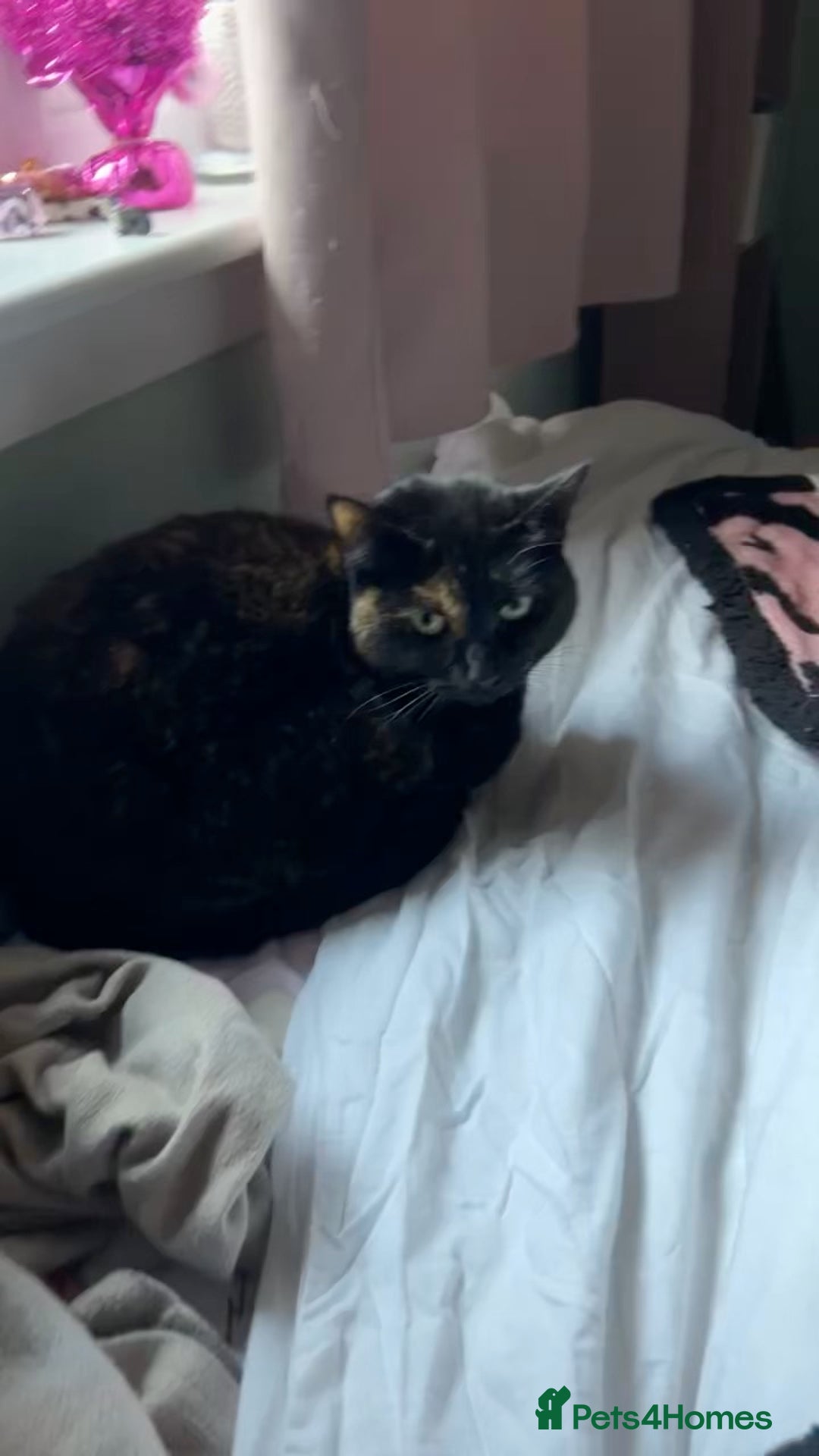 Mixed Breed cats for sale: Sweet 5 yr old tortoiseshell cat - Image 8