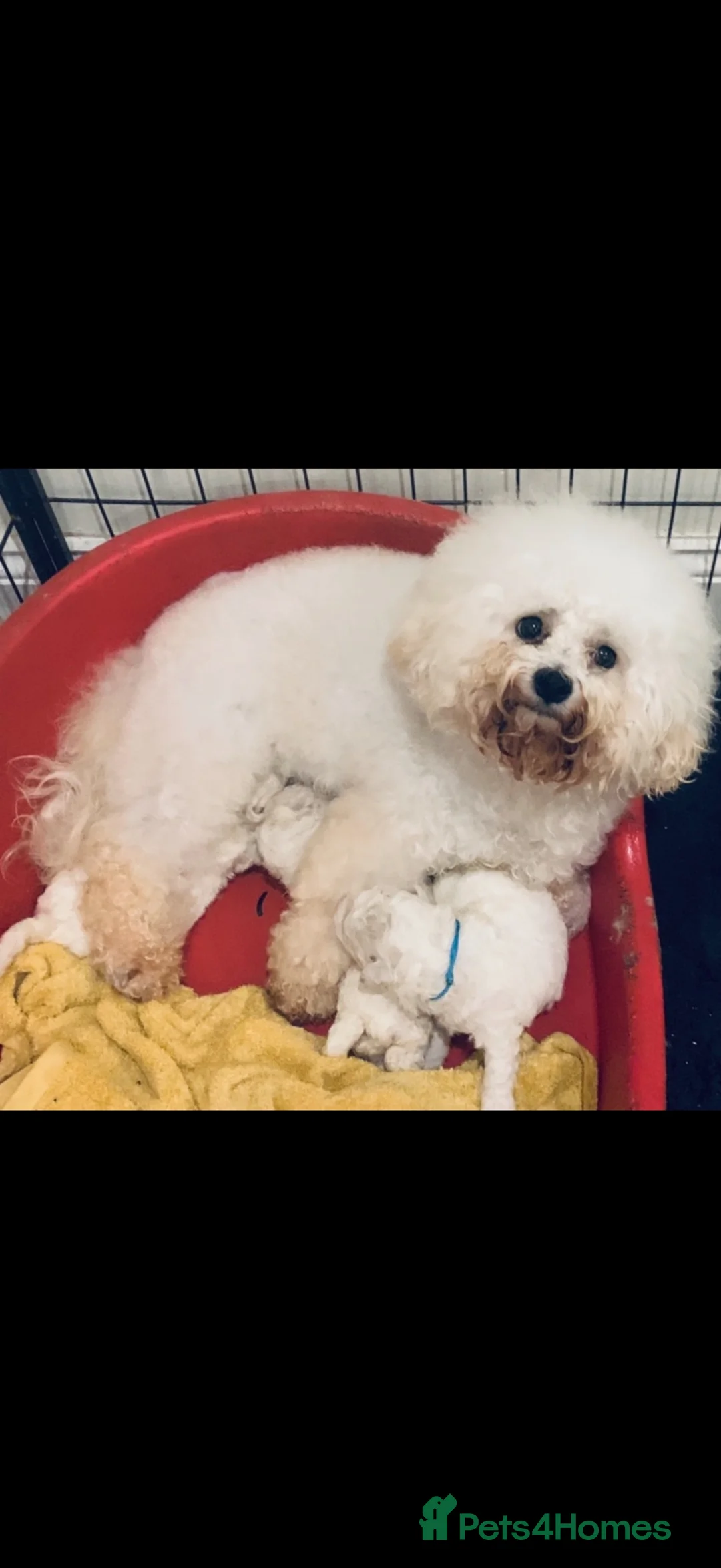 Bichon Frise dogs for sale: Bichon Frise pups kc registers parents  - Advert 1