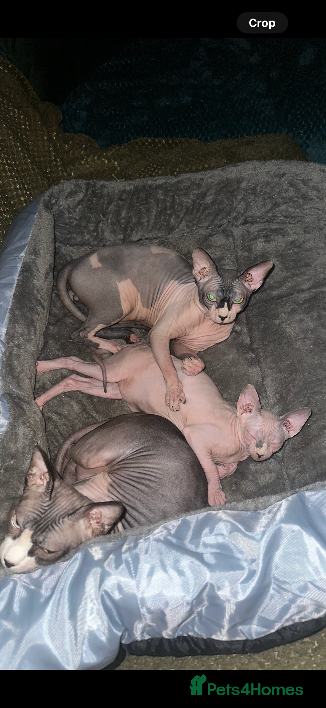 Sphynx cats for sale: Male Sphynx – Sidrick – 1½ Years Old - Advert 11