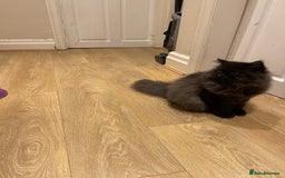 Persian cats for sale: Please read Pure male Persian kittens for sale  - Image 4