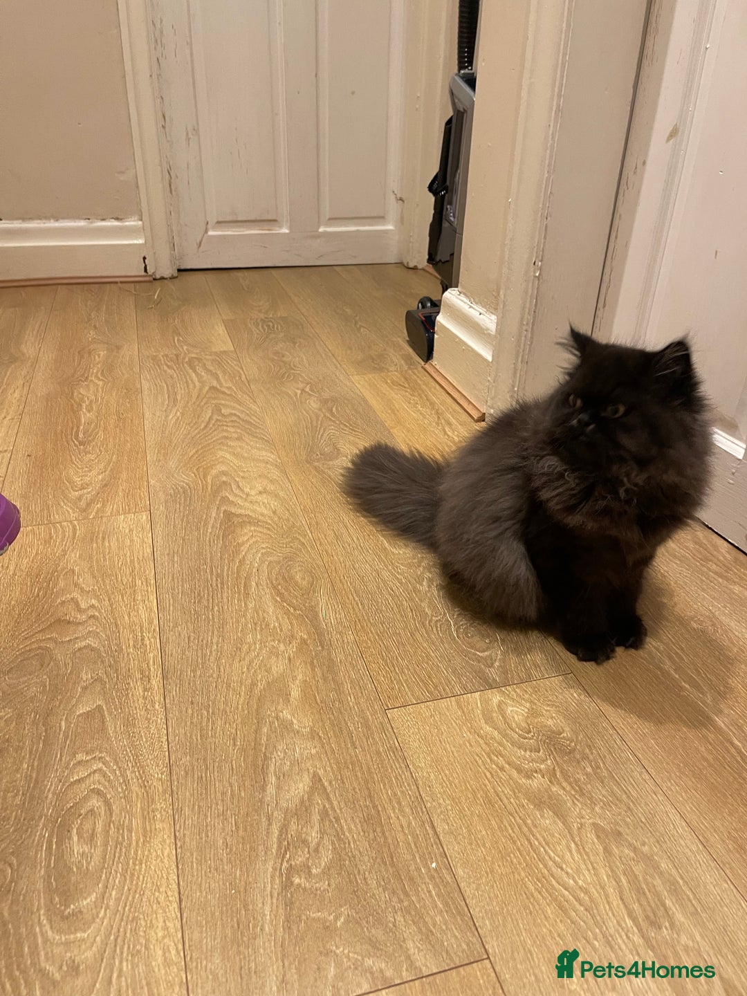 Persian cats for sale: Please read Pure male Persian kittens for sale  - Image 4