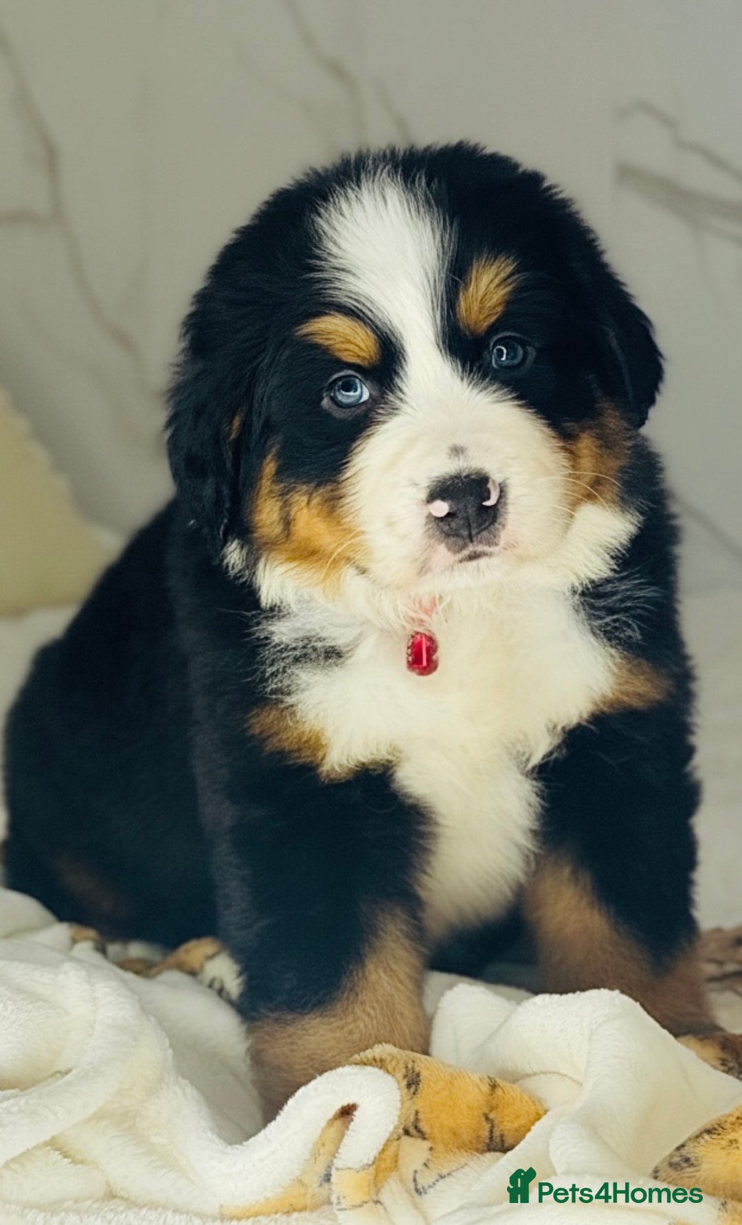 Bernese Mountain Dog dogs for sale: Bernese mountain puppies  - Advert 4