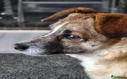 Mixed Breed dogs for adoption: Rescue dog Molly is looking for her second chance - Advert 5