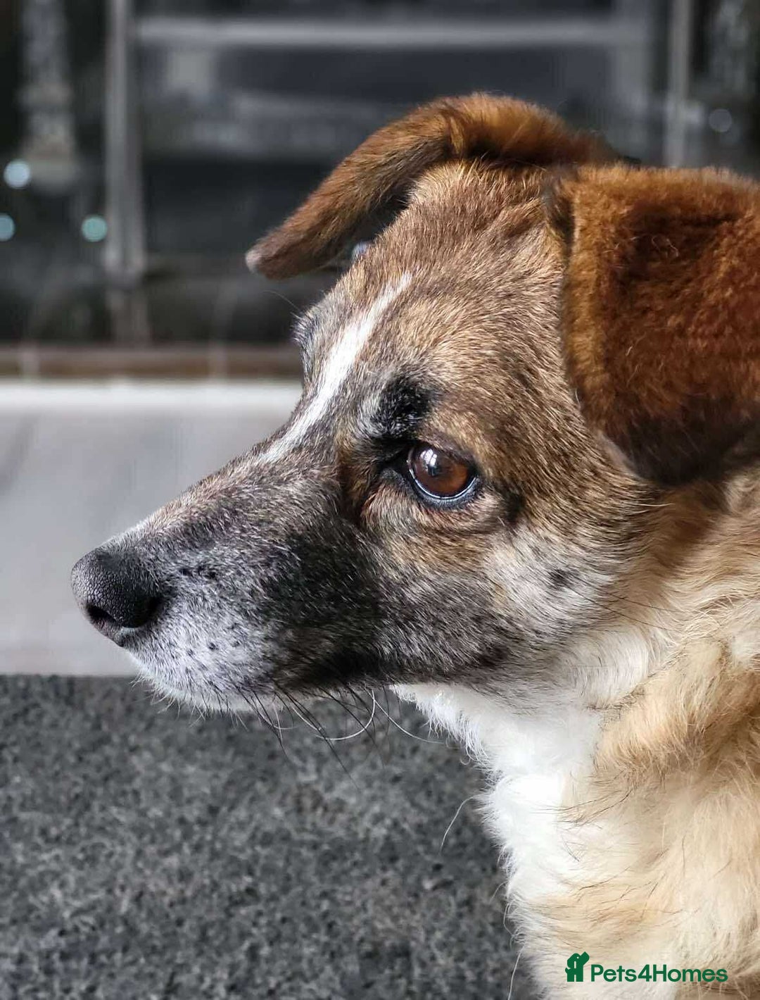 Mixed Breed dogs for adoption: Rescue dog Molly is looking for her second chance - Advert 5