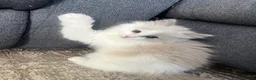 Ragdoll cats for sale: 🤍 READY NOW Lilac Mink Bicolour Cherubim Girl 🤍 - Advert 3